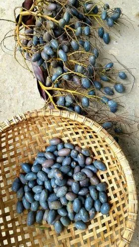 Món quà tuổi thơ của những đứa con miền đất Tổ: Cọ ỏm