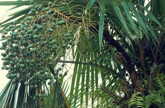 Món quà tuổi thơ của những đứa con miền đất Tổ: Cọ ỏm