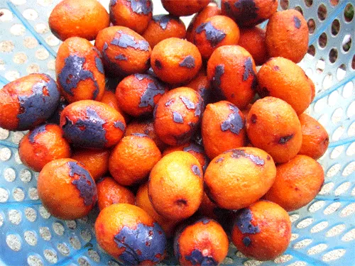 Món quà tuổi thơ của những đứa con miền đất Tổ: Cọ ỏm