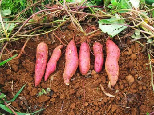 Đặc sản khoai lang Hoàng Long – Ninh Bình