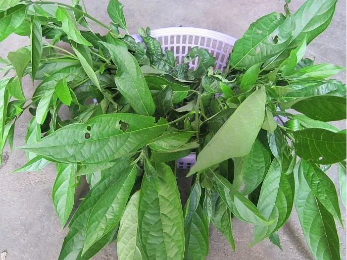 Về Lai Châu thưởng thức món ăn đọc đáo Canh tiết lá đắng