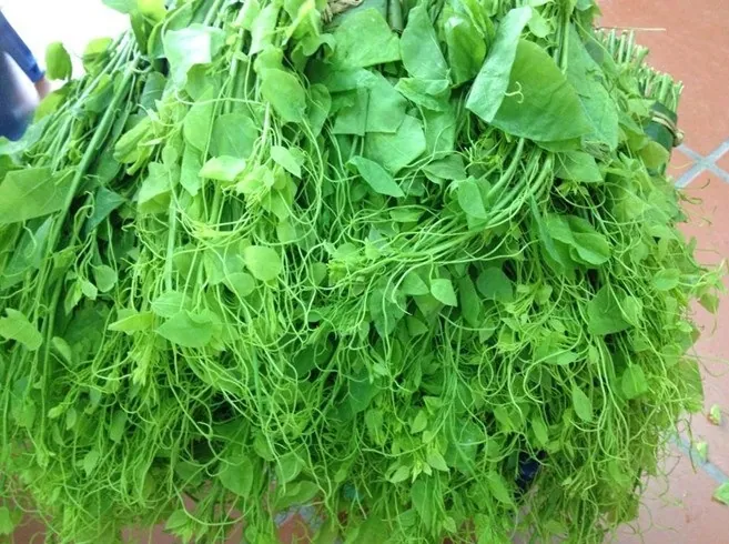 Đặc sản lạ mà ngon: Nộm rau dớn ở Lai Châu