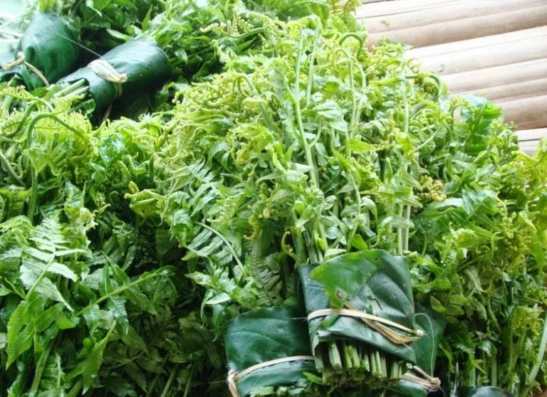 Đặc sản lạ mà ngon: Nộm rau dớn ở Lai Châu