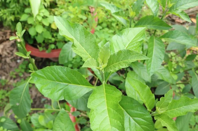 Về Lai Châu thưởng thức món ăn đọc đáo Canh tiết lá đắng