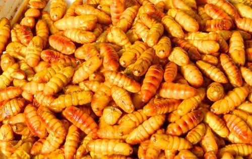 Tằm cọ Phú Thọ một lần nếm nhớ mãi không quên
