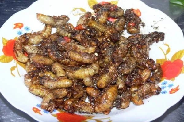 Ve sầu rán Lai Châu – Món đặc sản ít ai dám thử