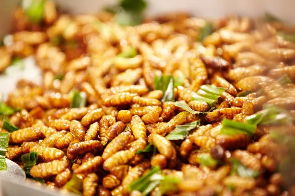 Những món ngon đặc sản không thể bỏ lỡ ở Mù Căng Chải