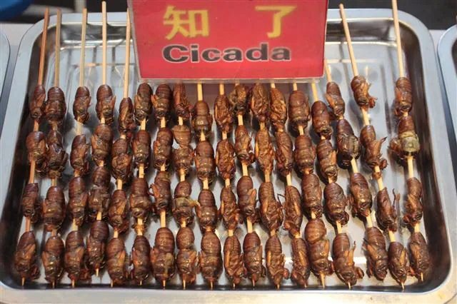 Đi một vòng chợ đêm Bắc Kinh xem có gì ăn được không?
