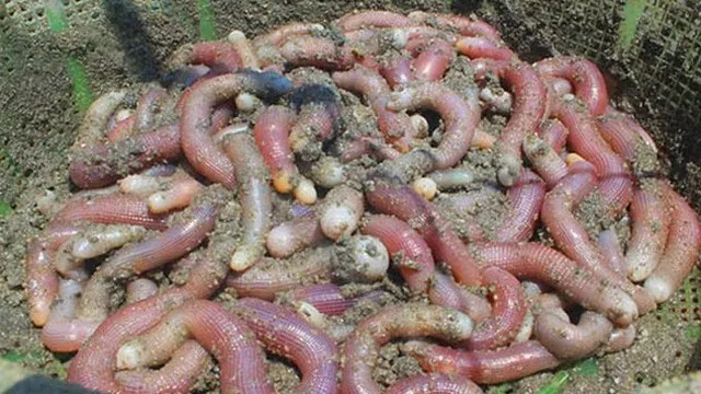 Những món ăn này ngày xưa là “ngự thiện” của vua chúa