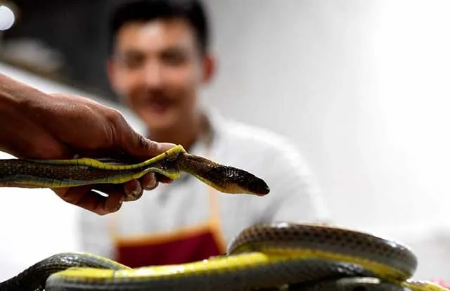Thịt rắn là ẩm thực hiếm và “siêu bổ dưỡng” của người Việt