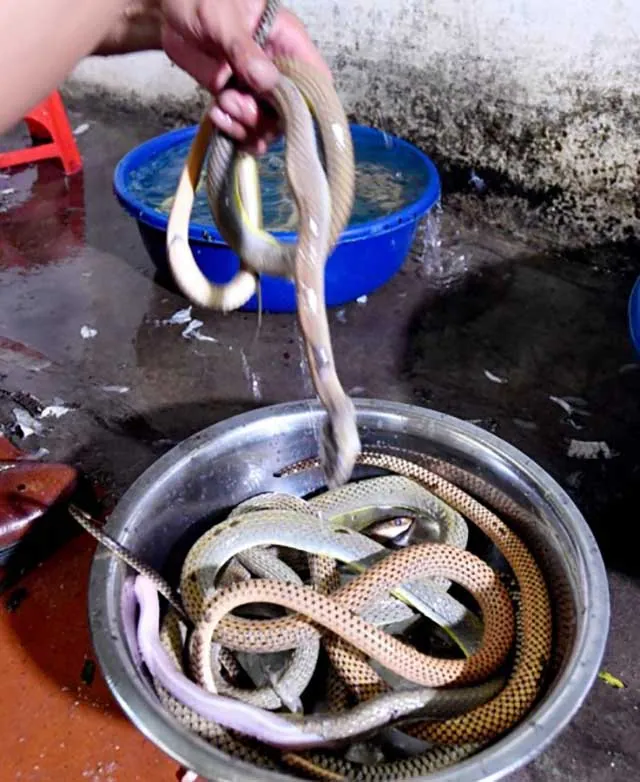 Thịt rắn là ẩm thực hiếm và “siêu bổ dưỡng” của người Việt