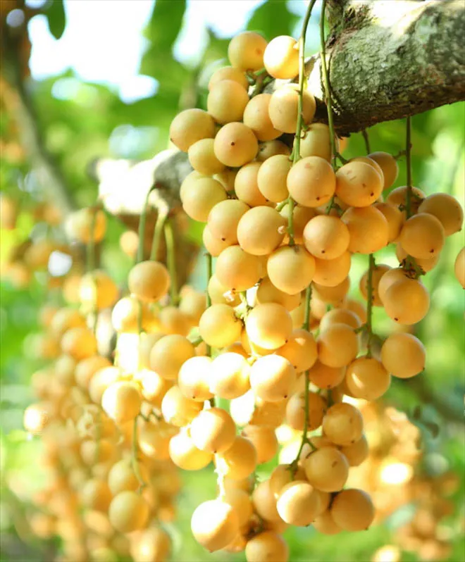 Có dịp ghé thăm Bình Dương nhất định phải thử món ăn này