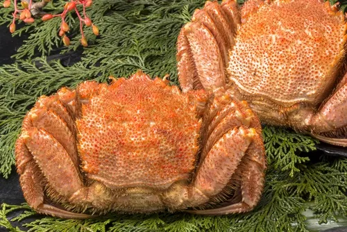 Khám phá những loài cua được yêu thích nhất trên khắp thế giới