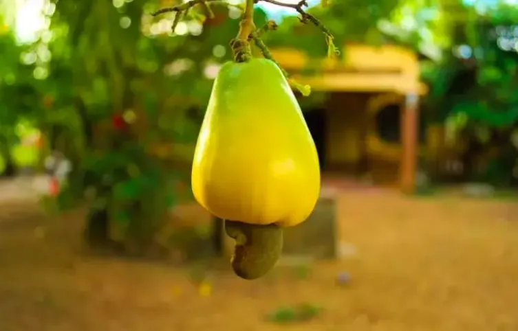 Những sự thật hài hước về thực phẩm sẽ làm bạn rất bất ngờ