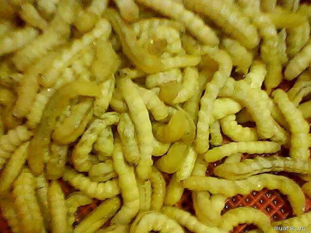 Công dụng của sâu chít Lào Cai 4 triệu đồng/kg