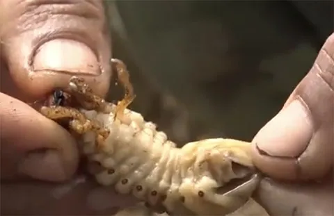 “Hải sâm” trên cạn – Sùng đất Quảng Ngãi là món ăn bổ dưỡng