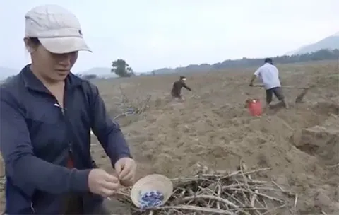 “Hải sâm” trên cạn – Sùng đất Quảng Ngãi là món ăn bổ dưỡng