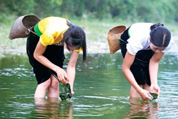 Người Thái vùng Tây Bắc ăn rêu mọc trên đá?