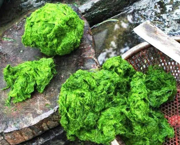 Người Thái vùng Tây Bắc ăn rêu mọc trên đá?