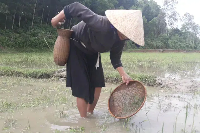 Dân tộc ít người ở Quãng Ngãi bắt và ăn nòng nọc