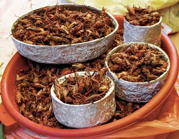 Gián, sâu, bọ xít,… và cả nhện độc lại là món ăn được yêu thích