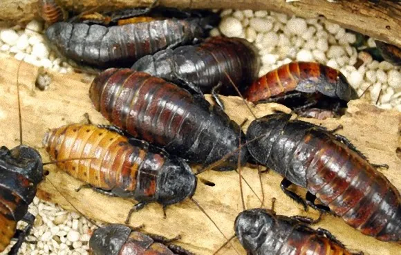 Gián, sâu, bọ xít,… và cả nhện độc lại là món ăn được yêu thích