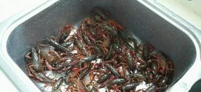 Lột vỏ tôm sao cho “sạch tay” bằng… máy giặt