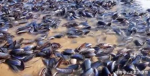 Ăn cả côn trùng có độc nhưng người châu Phi không ăn hải sản họ nghêu