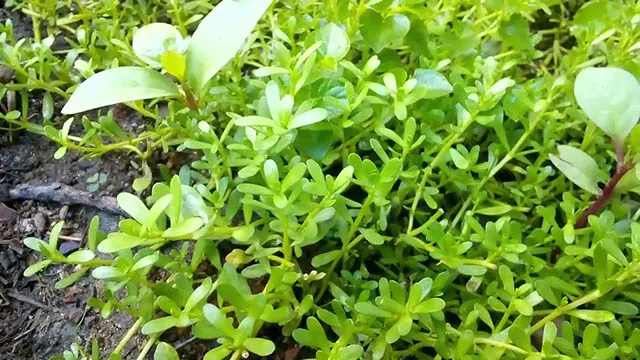 Những loại thực phẩm đắng hơn thuốc có mặt khắp nơi ở nước ta