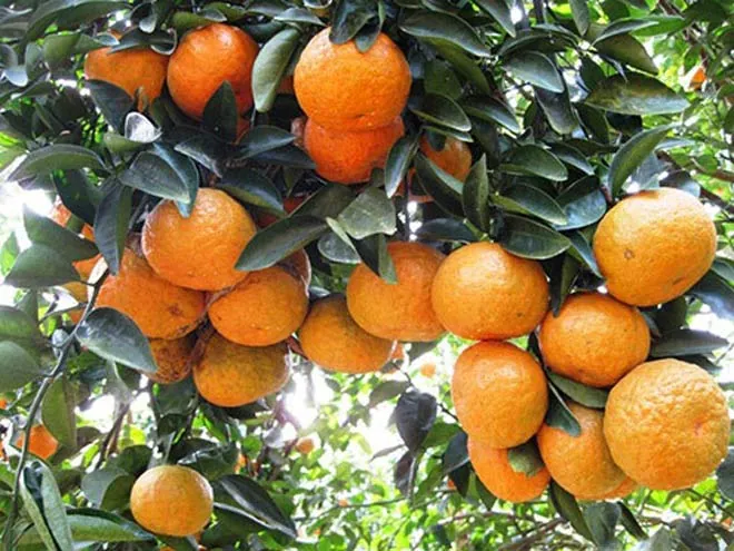 Đặc sản Hà Giang: Những món ăn muốn thử ngay vì cái tên quá … lạ