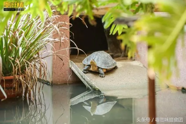 Bí mật đằng sau món thạch được làm từ bột mai rùa