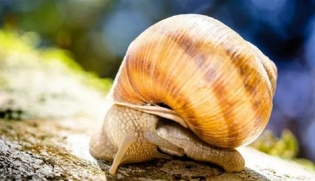 Người Pháp dùng ốc sên như một món tráng miệng truyền thống