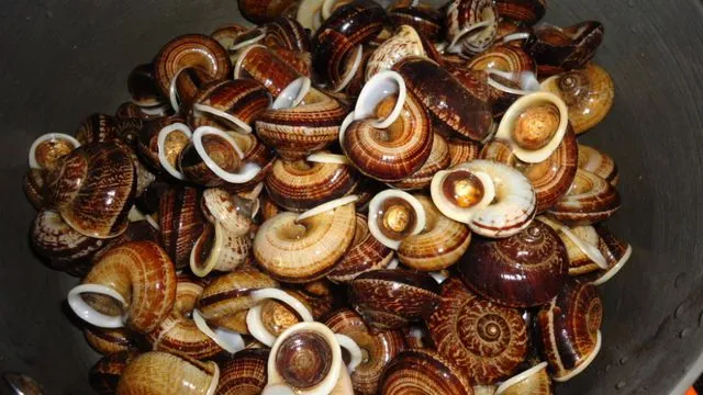 Ốc núi, cá nhệch: Đặc sản ngon, bổ, lạ của Ninh Bình