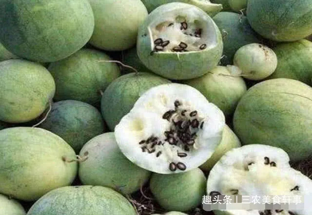 Loại dưa hấu có độc mọc lên trên sa mạc Trung Quốc