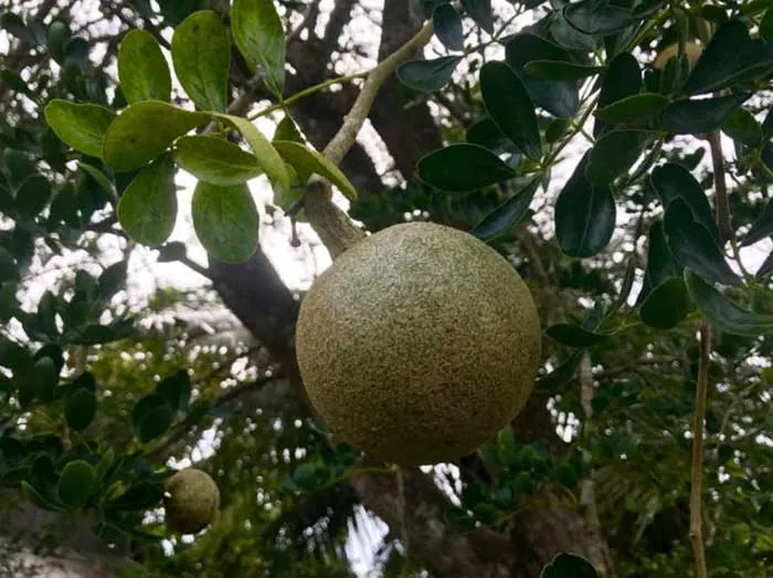 Ấn Độ có loại trái cây cứng như gỗ chữa được bệnh tiêu chảy, kiết lỵ