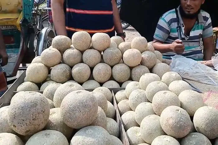 Ấn Độ có loại trái cây cứng như gỗ chữa được bệnh tiêu chảy, kiết lỵ