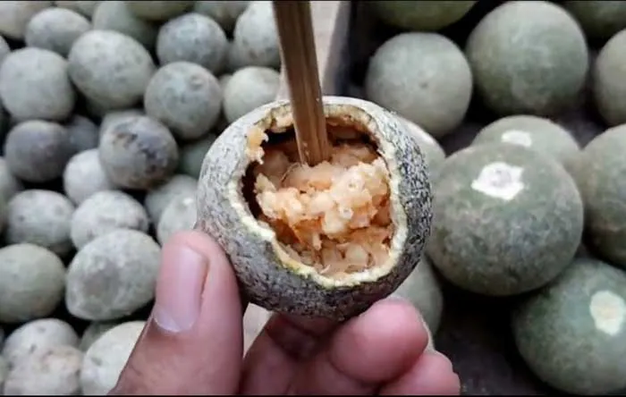 Ấn Độ có loại trái cây cứng như gỗ chữa được bệnh tiêu chảy, kiết lỵ