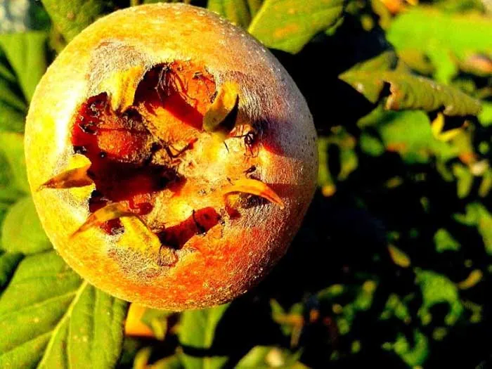 Trái sơn tra rừng được nước ngoài nhắc đến như một loại thực phẩm kì lạ