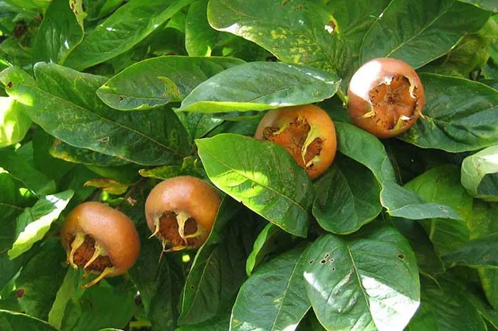 Trái sơn tra rừng được nước ngoài nhắc đến như một loại thực phẩm kì lạ