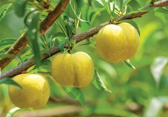 Có một giống mận chỉ trồng ở Trung Quốc mới đúng hương vị