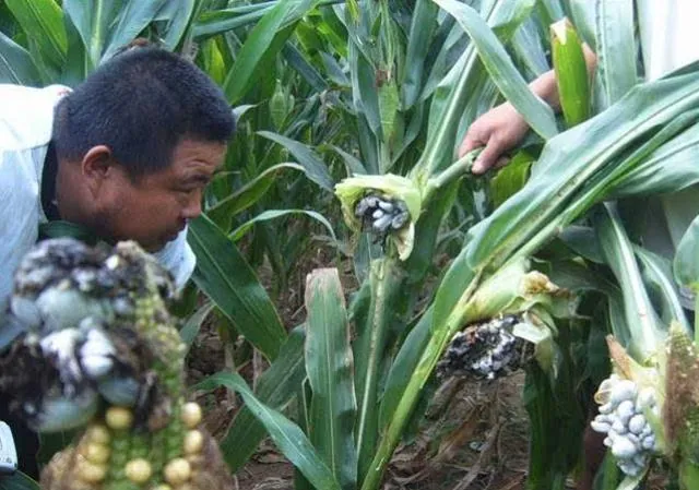 Người Mexico để ngô mọc nấm, sinh bệnh rồi mới ăn!