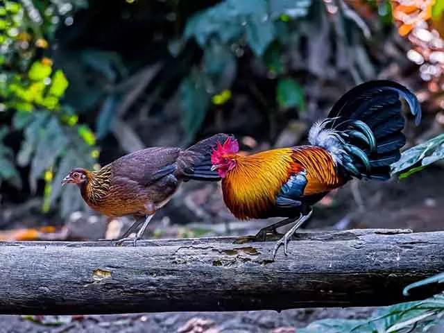 Tìm ra tổ tiên của loài gà: Đẹp và bổ nhưng không được ăn!