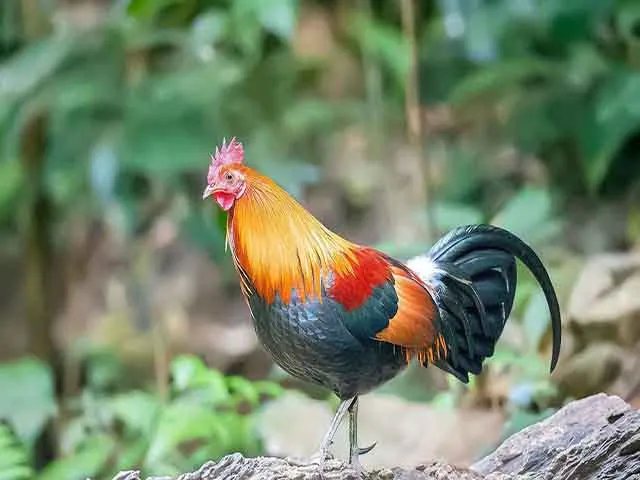 Tìm ra tổ tiên của loài gà: Đẹp và bổ nhưng không được ăn!