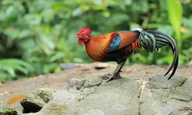 Tìm ra tổ tiên của loài gà: Đẹp và bổ nhưng không được ăn!