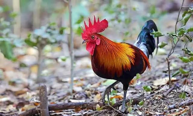 Tìm ra tổ tiên của loài gà: Đẹp và bổ nhưng không được ăn!