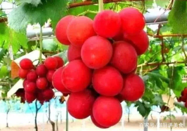 Khi trái cây có màu sắc lạ, chúng trở thành cực phẩm thế này