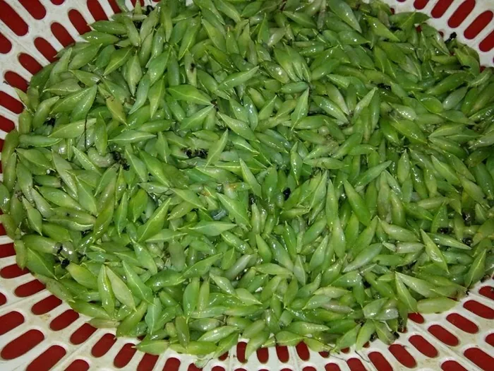 Nhộng sâu muồng: Đặc sản từ Tây Nguyên “lạc trôi” đến mọi miền Tố quốc