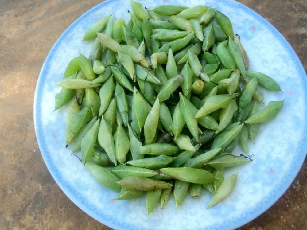 Nhộng sâu muồng: Đặc sản từ Tây Nguyên “lạc trôi” đến mọi miền Tố quốc