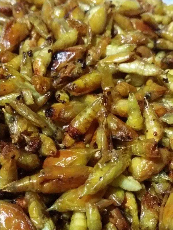 Nhộng sâu muồng: Đặc sản từ Tây Nguyên “lạc trôi” đến mọi miền Tố quốc
