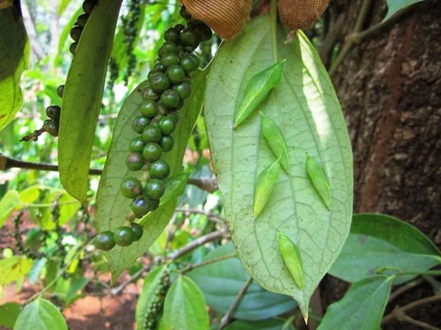 Nhộng sâu muồng: Đặc sản từ Tây Nguyên “lạc trôi” đến mọi miền Tố quốc